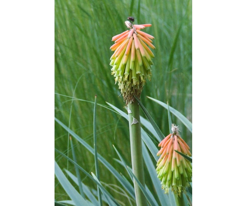 Torch Lily